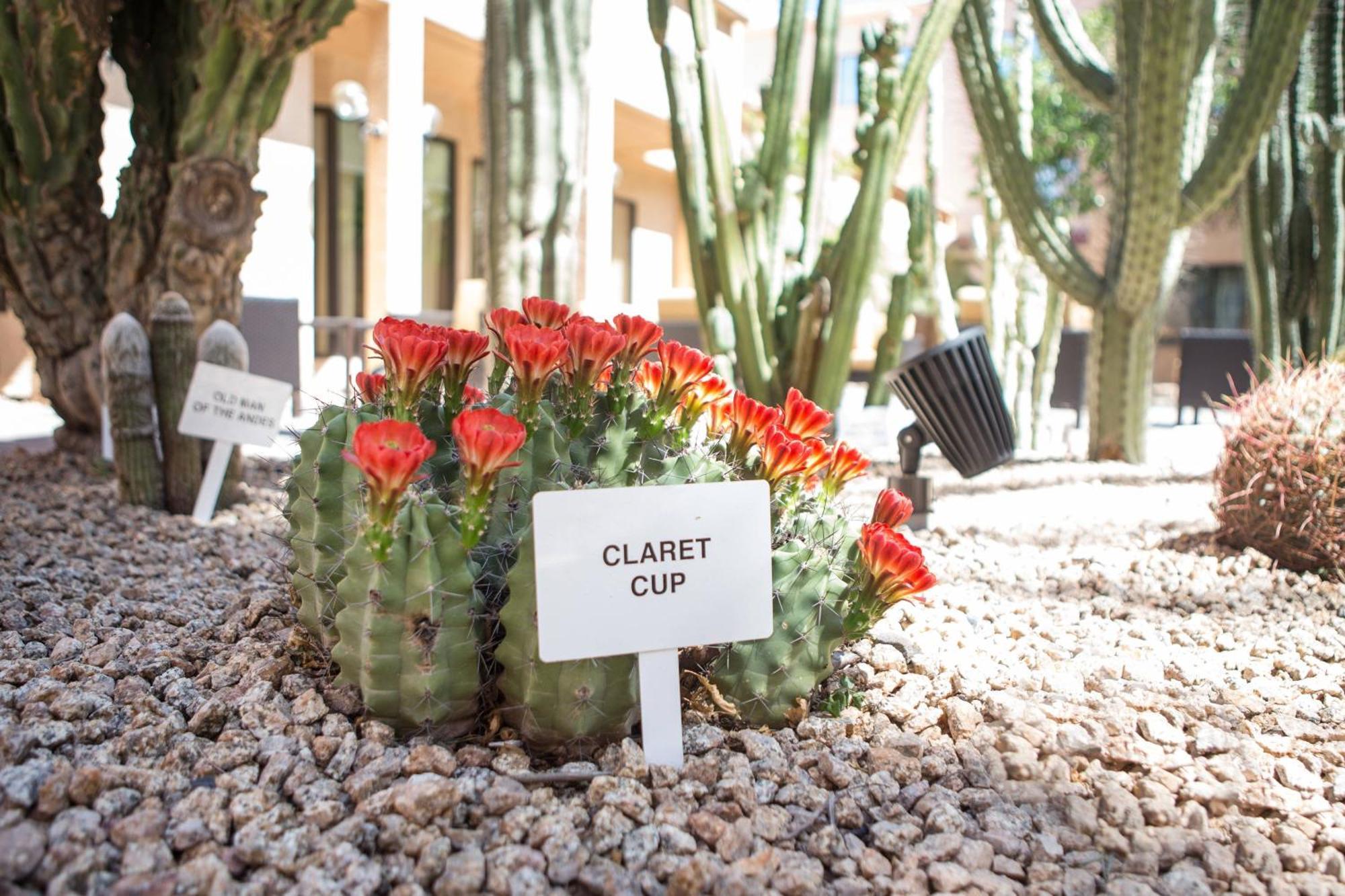 Courtyard By Marriott Phoenix Mesa Eksteriør billede